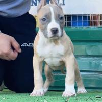 Amer pitbull terrier ukc