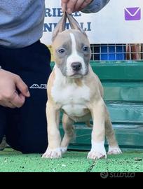 Amer pitbull terrier ukc