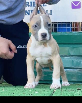 Amer pitbull terrier ukc