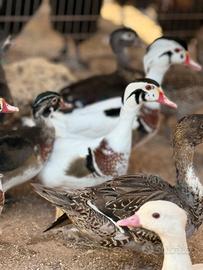 Araucana, pavoni , fagiani , e altro