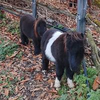 Pony shetland