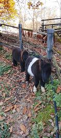 Pony shetland