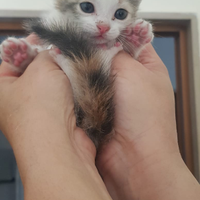 Cuccioli di gatto