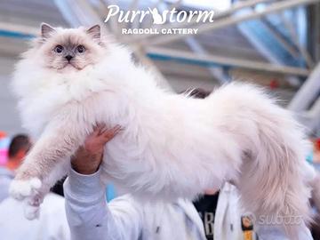 Femmina ragdoll blue mitted
