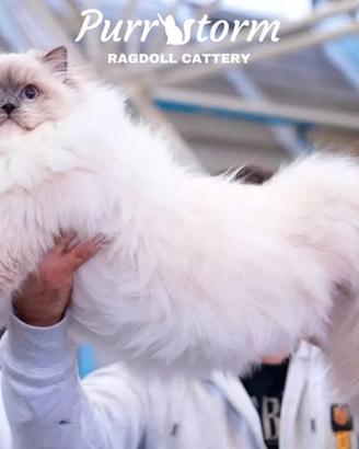 Femmina ragdoll blue mitted