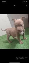 Cuccioli american bully