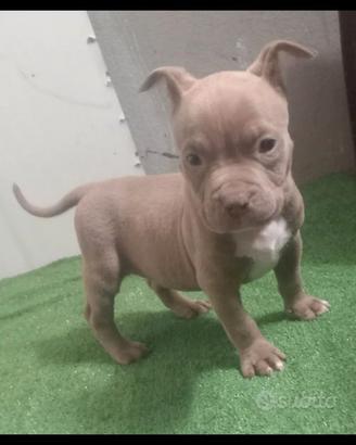Cuccioli american bully
