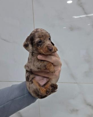 Cuccioli bassotto