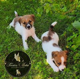 Jack Russell Terrier cuccioli