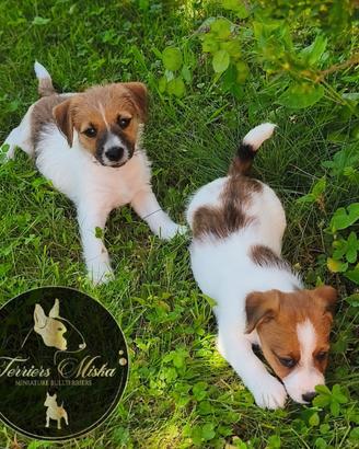 Jack Russell Terrier cuccioli