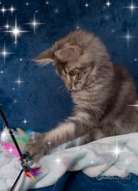 Gattino Maine Coone