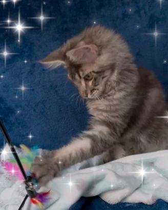 Gattino Maine Coone