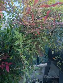Pianta di Nandina 