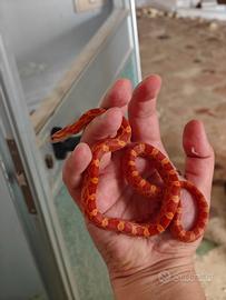 Pantherophis guttata (serpente del grano) Amel