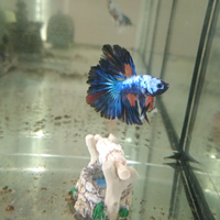 Betta Giovanni