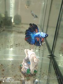 Betta Giovanni