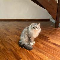 Muffin gatto 2 anni