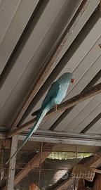 Parrocchetti coppia M verde F blu