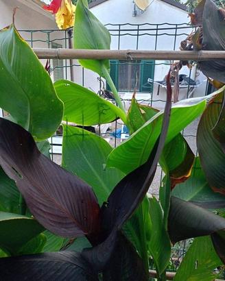 PIANTA   IN  VASO