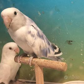 Inseparabile roseicollis blu pezzato 2025