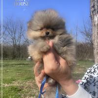 Volpino di pomerania