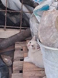 Gattina femmina