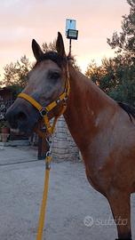 Cavalla per passeggiate