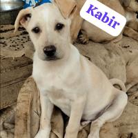 Cuccioli simil Labrador