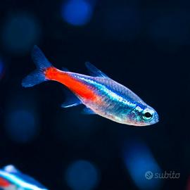 3 pesci neon