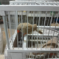 Diamantini olandesi giganti