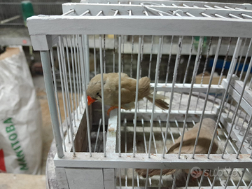 Diamantini olandesi giganti