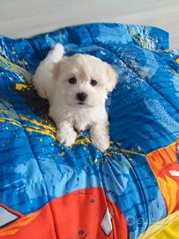 Maltese toy