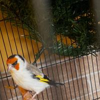 Cardellino mayor Acianico