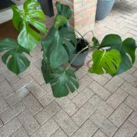 Monstera Deliciosa