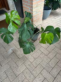 Monstera Deliciosa