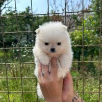 Cucciolo spitz Pomerania mini toy