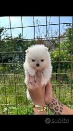 Cucciolo spitz Pomerania mini toy