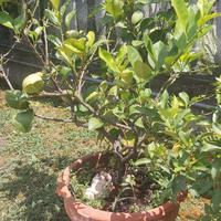 PIANTA DI LIMONE