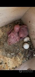 Coccorite ondulati colore