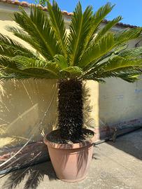 Cycas