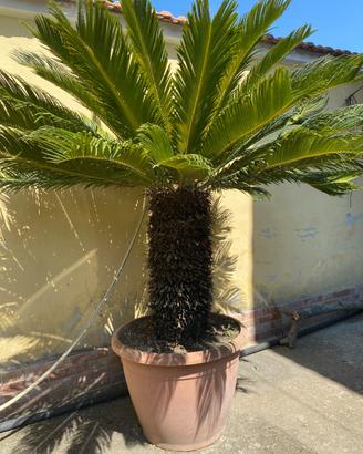 Cycas