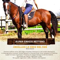 CAVALLO CRIOLLO - Piemonte
