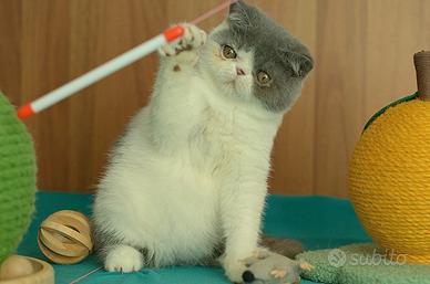 Cucciolo Blue e bianco di gatti Exotic Shorthair 
