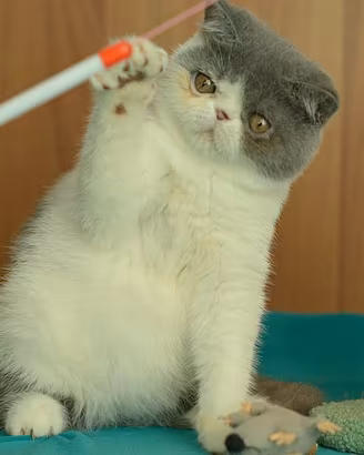 Cucciolo Blue e bianco di gatti Exotic Shorthair 