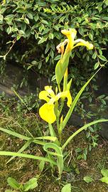 Piante laghetto/Pond