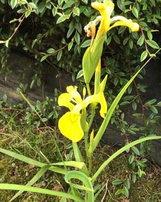 Piante laghetto/Pond