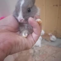 Conigli testa d leone