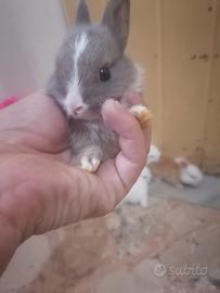 Conigli testa d leone