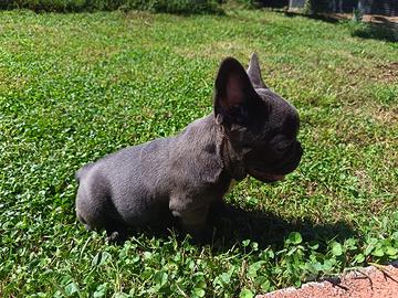 Bulldog francese