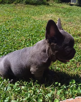 Bulldog francese
